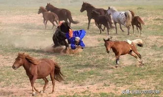 套马的汉子游戏正版 